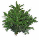 Hagebaumarkt Ronnenberg - Adventsgrün Angebot im Prospekt Adventsgrün bei Hagebaumarkt im Ronnenberg Prospekt für 2,49 €