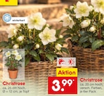 Christrose Angebote bei Netto Marken-Discount Kerpen für 3,99 €