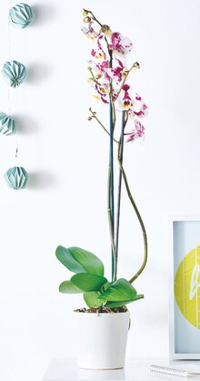 Orchidée phalaenopsis - Carrefour Market à Gennevilliers Orchidée phalaenopsis en promo chez Carrefour Market Gennevilliers à 5,99 €