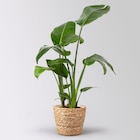 Strelitzia nicolai im Korb Osaka, Topf-Ø 17 cm, Höhe ca. 55 cm im Pflanzen Kölle Prospekt Strelitzia nicolai im Korb Osaka, Topf-Ø 17 cm, Höhe ca. 55 cm von Gärtnerei Geest im aktuellen Pflanzen Kölle Prospekt für 32,99 €