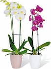 Aktuelles Schmetterlings-Orchidee Angebot bei Hagebaumarkt in Dortmund ab 7,99 €