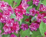 Baum im Dehner Garten-Center Prospekt WEIGELIE 'RED PRINCE' im aktuellen Dehner Garten-Center Prospekt für 9,99 €