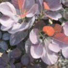 Roter Perückenstrauch „Royal Purple“ im aktuellen Hornbach Prospekt