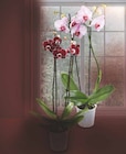 Orchideen von Pflanzen im aktuellen Netto Marken-Discount Prospekt für 4,44 €