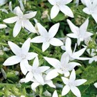 Campanule Poscharskyana blanche - Le pot de 9 x 9 cm - BOTANIC® en promo chez Botanic Campanule Poscharskyana blanche - Le pot de 9 x 9 cm - BOTANIC® dans le catalogue Botanic