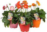 Gerbera en promo chez Carrefour Gerbera dans le catalogue Carrefour