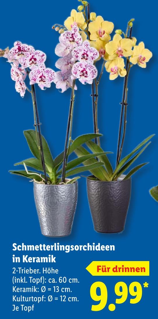 Schmetterlingsorchideen in Keramik