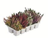 Heidekraut (Calluna vulgaris) im Angebot bei Lidl in Nettetal Heidekraut (Calluna vulgaris) Angebote bei Lidl Nettetal für 6,99 €