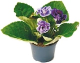 Gloxinie 'Sinningia' im Netto mit dem Scottie Prospekt zum Preis von 3,49 €