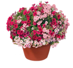 Bunter Gärntertopf im Hagebaumarkt Prospekt Bunter Gärntertopf von im aktuellen Hagebaumarkt Prospekt für 3,49 €