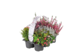 Herbstmix Fall in Love im Angebot bei Lidl in Soest Herbstmix Fall in Love Angebote bei Lidl Soest für 6,49 €