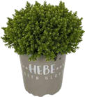 Strauchveronika 'Green Globe' im OBI Prospekt Strauchveronika 'Green Globe' von im aktuellen OBI Prospekt für 2,29 €