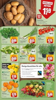 Blumen im aktuellen REWE Prospekt (Kassel) Blumen im REWE Prospekt "Dein Markt" mit 24 Seiten (Kassel)