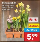 Blumenzwiebeln Angebote bei Netto Marken-Discount Hückelhoven für 5,99 €