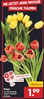 Tulpen im aktuellen Netto Marken-Discount Prospekt
