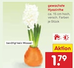 Aktuelles gewachste Hyazinthe Angebot bei Netto Marken-Discount in Cottbus ab 1,79 €
