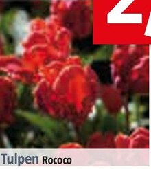 Tulpen Rococo bei BAUHAUS in Tübingen Tulpen Rococo im Angebot bei BAUHAUS Tübingen für 2,99 €