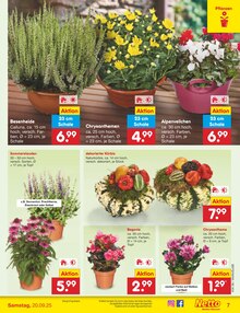 Kürbis im aktuellen Netto Marken-Discount Prospekt (Ludwigshafen (Rhein)) Kürbis im Netto Marken-Discount Prospekt "Aktuelle Angebote" mit 60 Seiten (Ludwigshafen (Rhein))