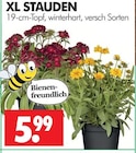 Wreesmann Meißen - XL Stauden Angebot im Prospekt XL Stauden bei Wreesmann im Meißen Prospekt für 5,99 €