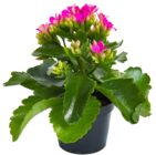 Promo Minis Plantes Vertes à 2,33 € dans le catalogue Botanic à La Queue-en-Brie