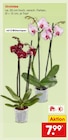 Orchidee im Angebot bei Netto Marken-Discount in Münster Orchidee Angebote bei Netto Marken-Discount Münster für 7,99 €