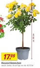 toom Baumarkt Butzbach - Rosenstämmchen Angebot im Prospekt Rosenstämmchen bei toom Baumarkt im Butzbach Prospekt für 17,99 €