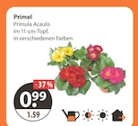 Primel bei V-Markt im Heimertingen Prospekt für 0,99 €