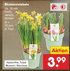 Hyazinthe oder Tulpe oder Muscari oder Narzisse Angebote bei Netto Marken-Discount Dresden für 3,99 €