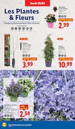 Offre Plantation dans le catalogue Lidl du moment à la page 34