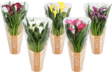 CALLA EN POT - SANS MARQUE - Auchan Hypermarché à Romans-sur-Isère CALLA EN POT - SANS MARQUE en promo chez Auchan Hypermarché Romans-sur-Isère à 6,99 €