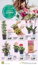 Pflanzen im Lidl Prospekt Pflanzen im Lidl Prospekt LIDL LOHNT SICH auf S. 4