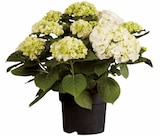 Hortensia de Jardin - Lidl à Lyon Hortensia de Jardin en promo chez Lidl Lyon à 8,49 €