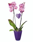 Orchidée pot verre couleur en promo chez Lidl Caen à 13,99 €