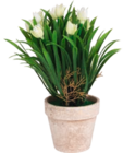Dekoblume Tulpe im Topf im Angebot bei Möbel AS in Pirmasens Dekoblume Tulpe im Topf Angebote bei Möbel AS Pirmasens für 4,95 €