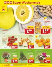 Ähnliche Angebote wie Thuja im Prospekt "Aktuelle Angebote" auf Seite 38 von Netto Marken-Discount in Trier