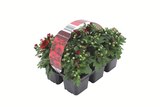 Chrysanthemen Angebote bei Lidl Siegen für 2,99 €