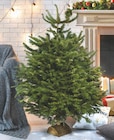 Sapin Nordmann coupé en promo chez Super U Saint-Germain-en-Laye à 19,99 €