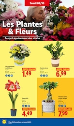 Prix et réduction Plante D'intérieur dans le prospectus Lidl en cours Offre Plante D'intérieur dans le catalogue Lidl du moment à la page 28