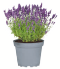 toom Baumarkt Troisdorf - Lavendel Angebot im Prospekt Lavendel bei toom Baumarkt im Troisdorf Prospekt für 2,99 €
