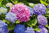 Hortensia de jardin ECLOZ - ECLOZ en promo chez Gamm vert Toulon à 5,50 €