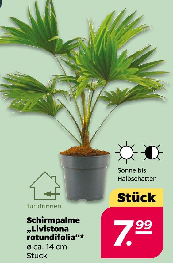 Schirmpalme Livistona rotundifolia