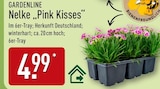 Nelke "Pink Kisses" von GARDENLINE für 4,99 € bei ALDI Nord im Angebot Nelke "Pink Kisses" von GARDENLINE im aktuellen ALDI Nord Prospekt