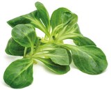 Feldsalat Angebote bei REWE Hürth für 1,19 €