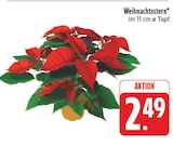 Weihnachtsstern im aktuellen Prospekt bei EDEKA in Milda