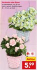 Hortensien Angebote bei Netto Marken-Discount Schwabach für 5,99 €