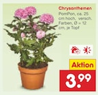 Chrysanthemen PomPon im Angebot bei Netto Marken-Discount in Gera Chrysanthemen PomPon Angebote bei Netto Marken-Discount Gera für 3,99 €