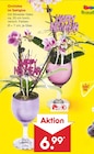 Aktuelle Zimmerpflanzen Angebote bei Netto Marken-Discount in Mannheim Aktuelles Orchidee im Sektglas Angebot bei Netto Marken-Discount in Mannheim ab 6,99 €