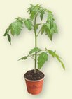Bio-Tomatenpflanze von Bioland im aktuellen tegut Prospekt