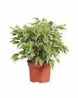 Grünpflanze Angebote bei Lidl Solingen für 2,99 €