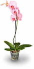 gefärbte Orchidee im Angebot bei Netto Marken-Discount in Regensburg gefärbte Orchidee Angebote bei Netto Marken-Discount Regensburg für 9,99 €